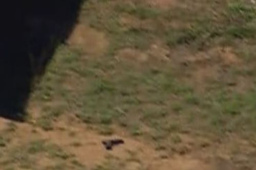 Um tiro de arma, supostamente roubado de um dos policiais que ele matou em Porepunkah no ano passado, na propriedade onde Freeman foi morto a tiros ontem.