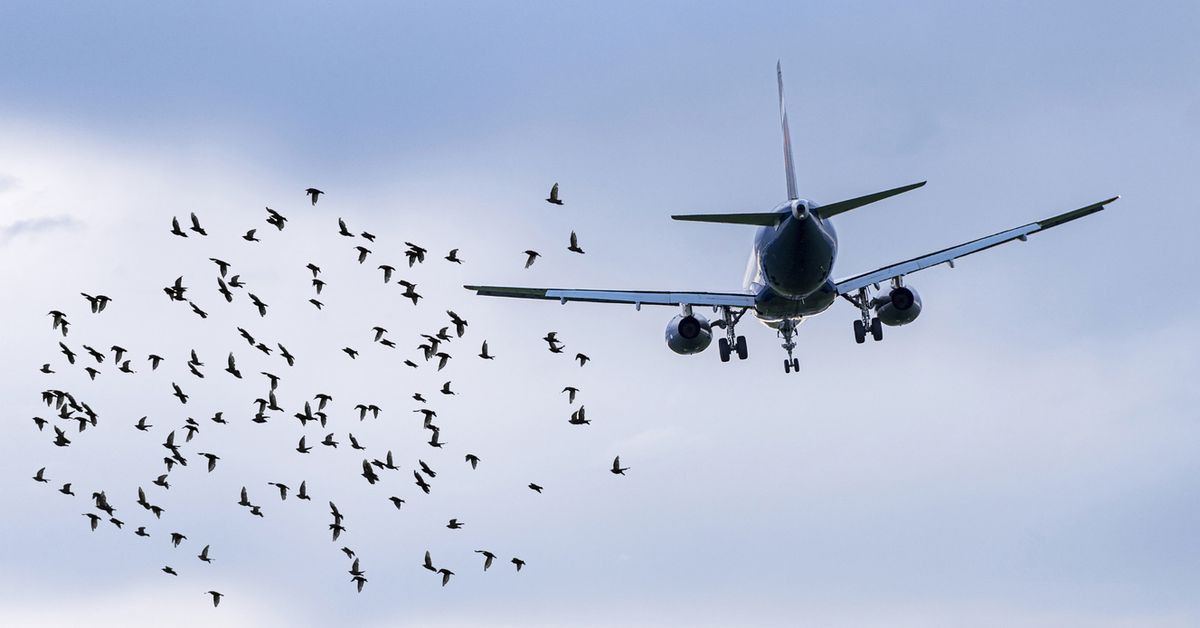 How common are bird strikes on planes?