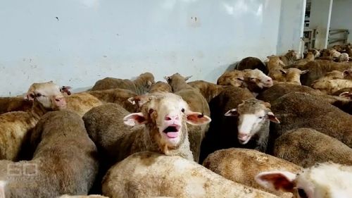 60 Minuters exposed horrifying footage from inside a live sheep export vessel has been released. (60 Minutes)