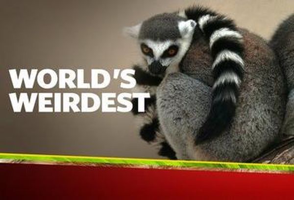 World's Weirdest