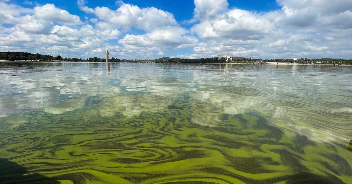 What is blue-green algae? The toxic microbe that thrives in warmer waters