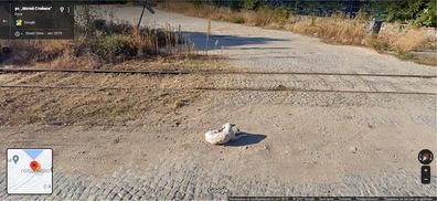 Reddit, Google Maps, stray dog Bulgaria