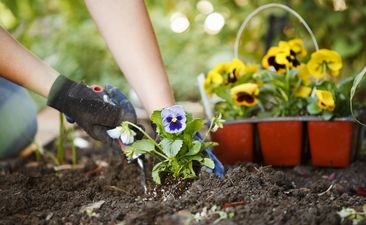 Person plants pansies in the ground