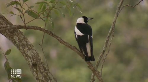 A magpie attack has left a Gold Coast woman bedridden for weeks.