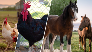 From giant chickens to car-sized horses: The biggest 'normal' animals