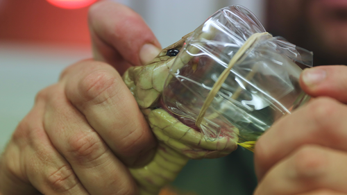 The king brown snake's venom was milked as part of the health check. 