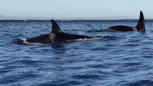 The orcas have cleared their fellow predators out of the area. Picture: 9NEWS