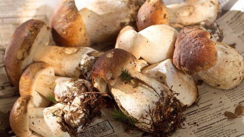 Forest rangers on high alert for gangs selling wild mushrooms to restaurants