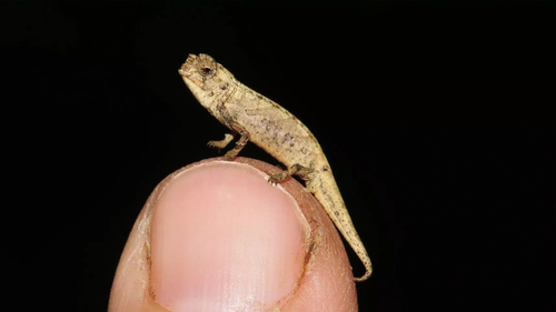 The smallest known reptile in the world can fit on your fingertip.
