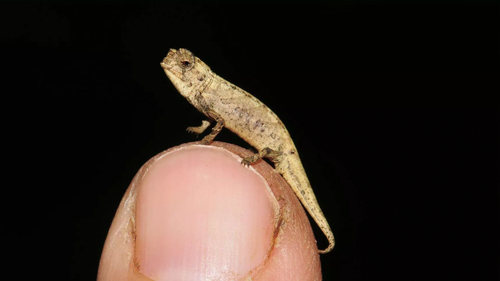 Le plus petit reptile connu au monde peut tenir sur le bout de votre doigt.