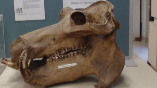 Rare animal skeletons dating back to 1880 stolen from Sydney University