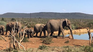 Madikwe Safari Lodge 