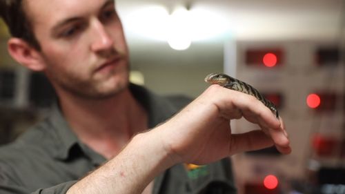 Reptile keeper Jake Menley said staff are carefully monitoring Lucky's progress to make sure he has the best chance at life.