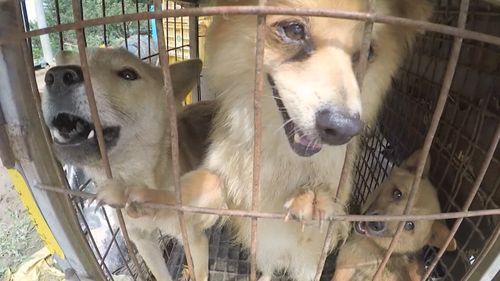 Dogs seen in cages at a farm during a rescue event, involving the closure of the farm organised by the Humane Society International (HSI) in Namyangju on the outskirts of Seoul.
