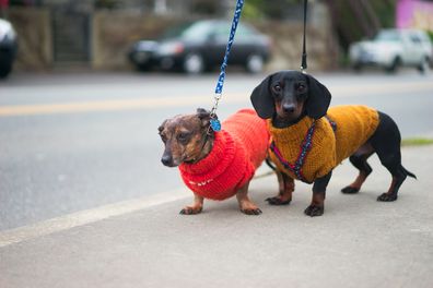 Cute and playful dachshund out for a walk in their colourful new jumper. dogs wearing jumpers. dog wearing jumper. dog accessories. 