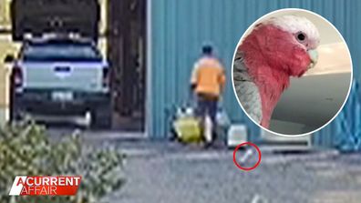 Man was unfairly dismissed after killing manager's bird.