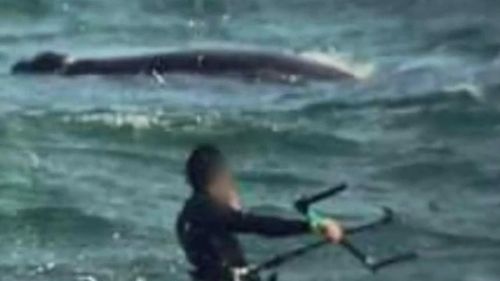 Christies Beach kitesurfer whale 