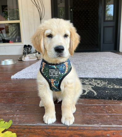Golden retriever puppy 