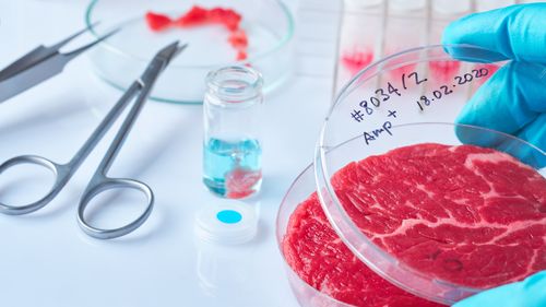 Meat sample in open disposable plastic cell culture dish in modern laboratory or production facility. Concept of cultured meat, cellular agriculture, slaughter-free eco friendly concept.