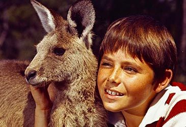 What species of marsupial was Skippy the Bush Kangaroo?