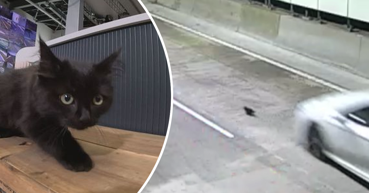 Leo, das Kätzchen, entkommt auf wundersame Weise aus dem M8-Tunnel in ...