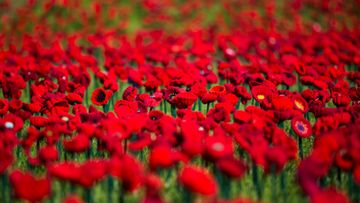 62,000 hand-knitted poppies to mark remembrance in Australia