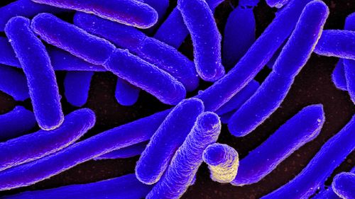 यूटीआई तब होता है जब बैक्टीरिया जैसे सूक्ष्मजीव मूत्रमार्ग या मूत्राशय में प्रवेश करते हैं।  ई. कोलाई इसमें शामिल एक सामान्य जीवाणु है।
