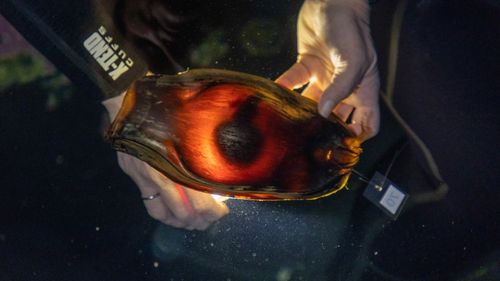 A zebra shark embryo is seen inside one of the eggs laid in the conservation initiative – called the 'StAR Project'  (Stegostoma tigrinum Augmenation Recovery Project).