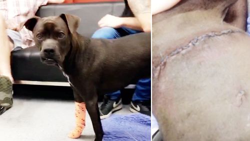 The mixed breed dog bears a huge scar following surgery on his lungs. 