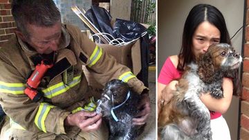 Puppy rescued from Melbourne house fire 'lucky to be alive'