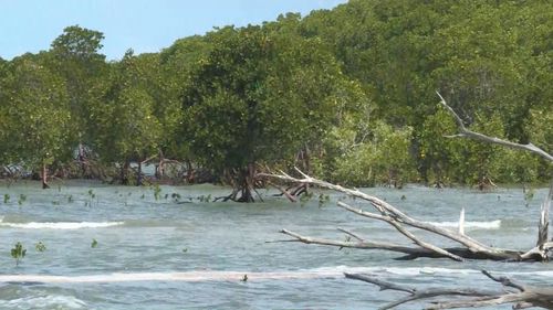 Ms Cameron may have wandered into mangroves. (9NEWS)
