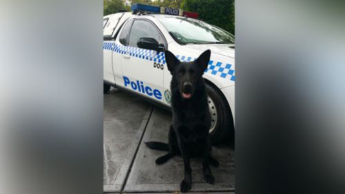 NSW police dog saves missing elderly man clinging to a tree
