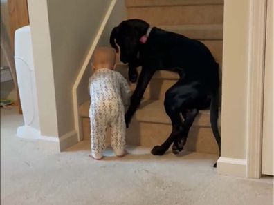 Baby trying to go up stairs with big black dog sitting on the stairs blocking him.