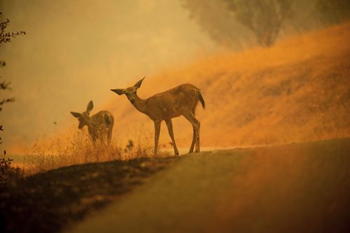 Deer trying to make their way to safety are captured in the orangey glow. Picture: AP