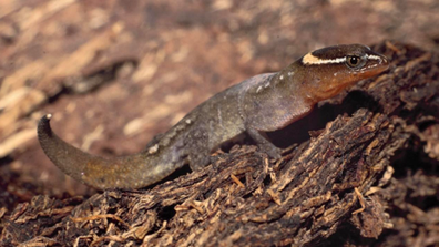 The Colombian dwarf gecko is incredibly small, reaching only two centimeters in length.  But it has an impressive history;  it has been around since the age of the dinosaurs. 
