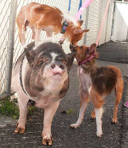 US shelter seeks loving home for pig and dogs BFFs