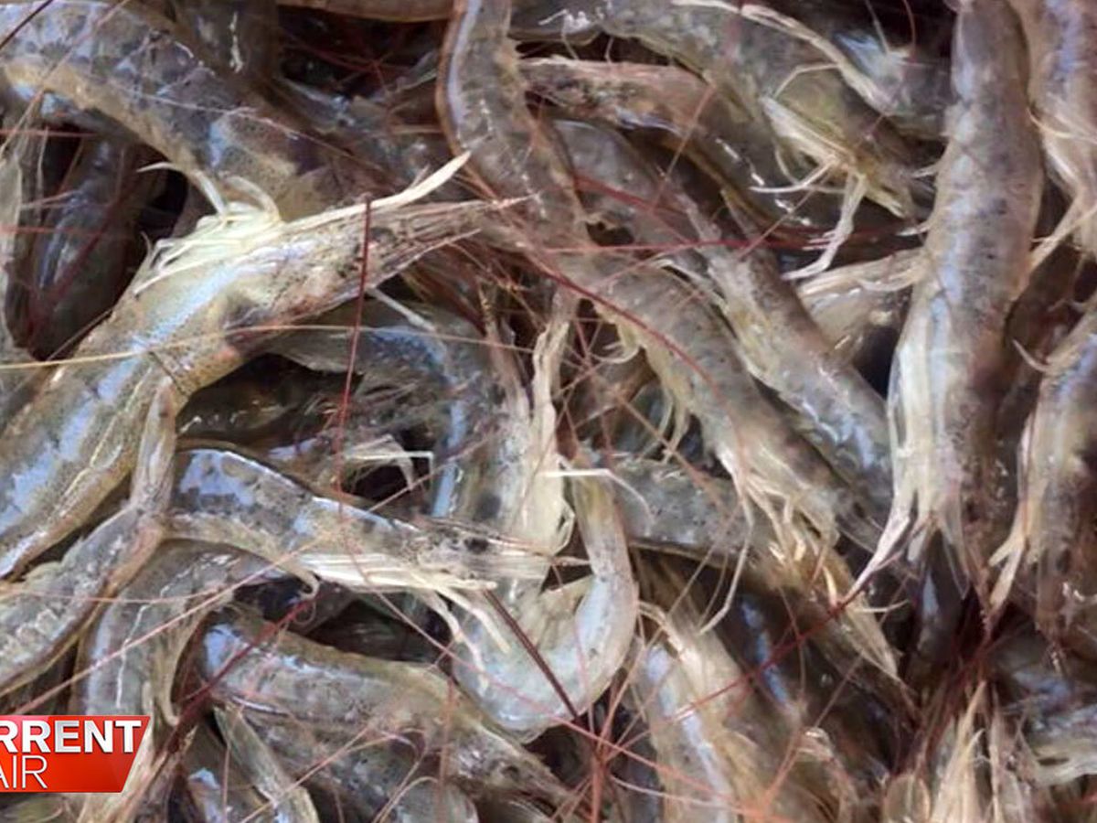 A Current Affair: Northern NSW fishermen slapped with prawn ban during peak  Easter season leading to shortages