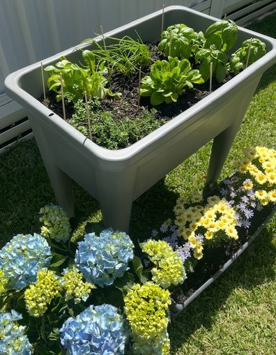The cheap light saving my basil plant and garden patch. 