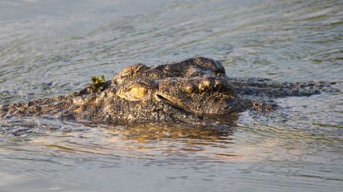 Police search for crocodile after spearfisherman’s body found in far north Queensland