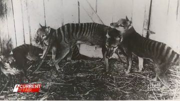 Conservationists dismiss plan to bring back extinct Tasmanian tigers 