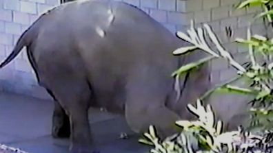9Now David Salmakos elephant attack Bear Grylls Survival Caught on Camera