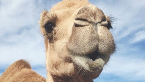 Camel bites baby boy on the head at circus in France