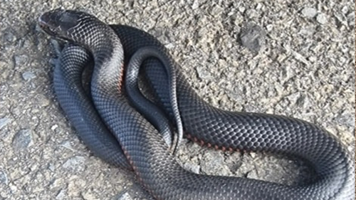 Red-bellied black snakes are considered 'dangerously' venomous., the Australian Reptile Park says.