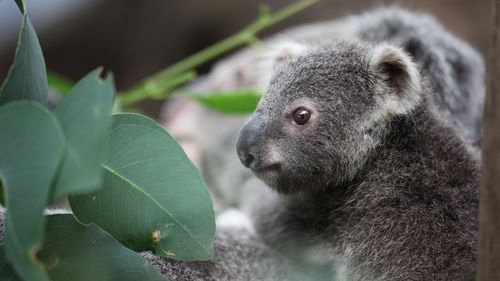 The koala joeys have been glimpsed snuggling up to their mothers' pouch at the Sydney zoo. (Wild Life Sydney Zoo)