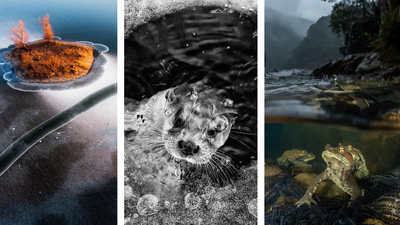 Winners of Nature Photographer of the Year