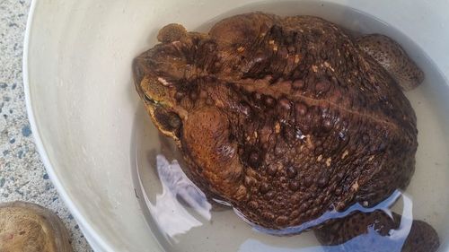Toadzilla may be the largest cane toad ever recorded.