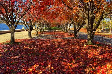 Beautiful autumn trees next to Lake Burley Griffith Canberra