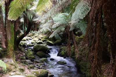 1. St Columba Waterfall, Pyengana, Tasmania