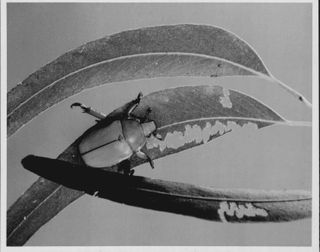 Vánoční Brouci - jinak známý jako scarab brouků anoplognathus druhů - dorazí v roji krmit na eukalyptových stromů během jejich prosince páření.