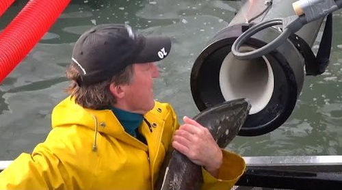 The salmon are loaded into the end of a tube then hurled across hundreds of metres into their new home, by a cannon.